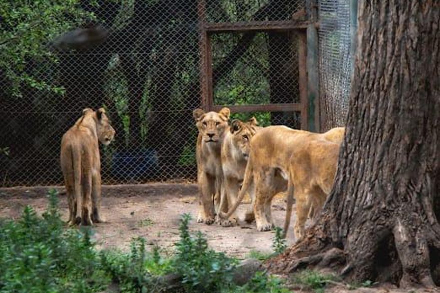 Buscan trasladar a leones del Zoo a un santuario - [Noticias de Luján] -  Bisemanario El Civismo