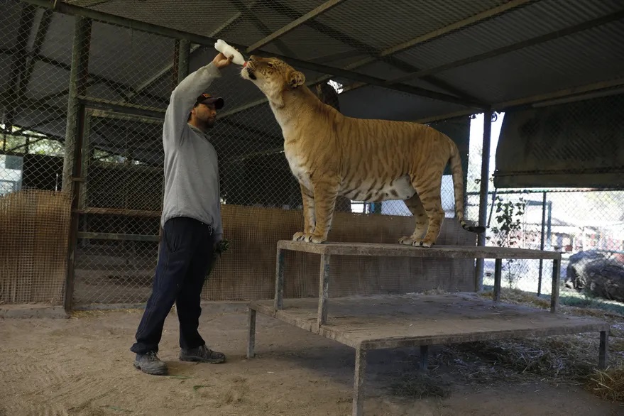 Preocupación por animales híbridos del Zoo Luján - [Noticias de Luján] -  Bisemanario El Civismo